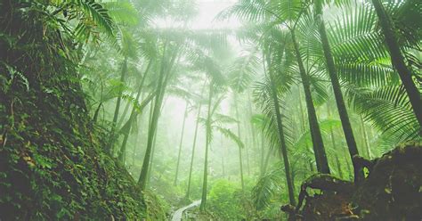 Hike Through The El Yunque Rain Forest Rio Grande Puerto Rico