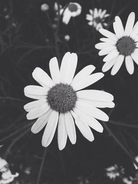 Black And White Daisies Pictures Photos And Images For