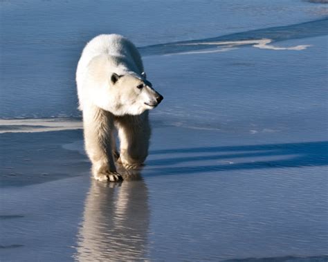 Polar Bear Patrols Keep Bears And Communities Safer