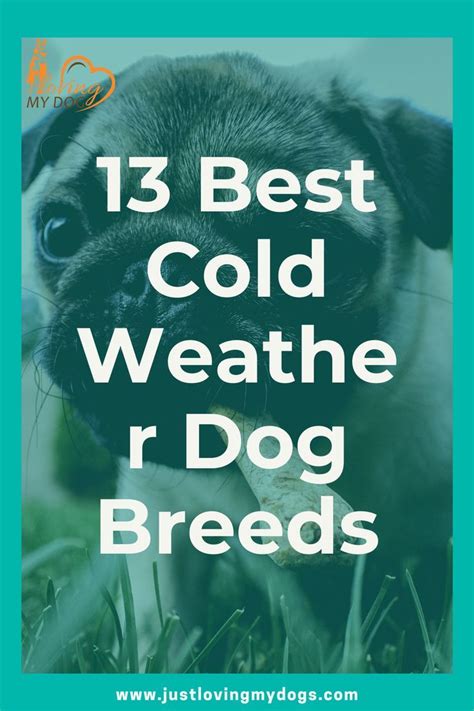 A Dog Chewing On A Bone With The Words 13 Best Cold Weather R Dog Breeds