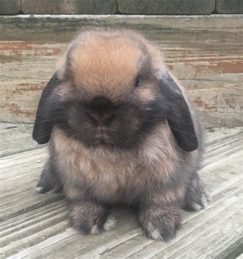 This is not the only similarity in them; Holland Lop Rabbits For Sale | Leland, IL #285033