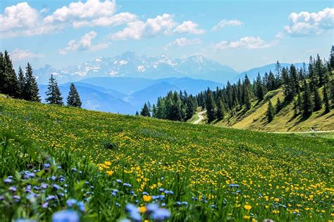 Nature Landscape Mountains With Snow Forest Meadow Flowers Field