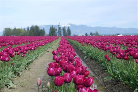 Is there a tulip festival in washington? The Skagit Valley Tulip Festival in Mt. Vernon, WA
