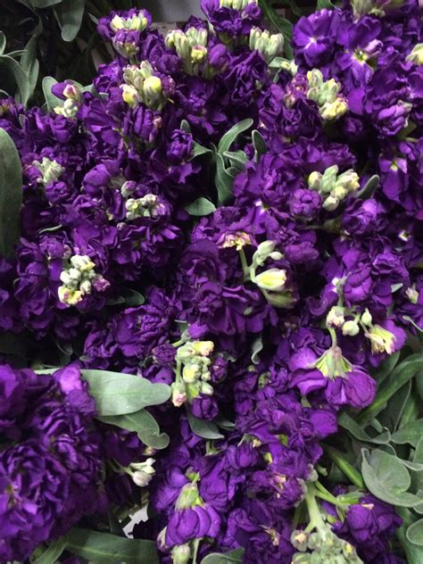 The quest for black flowers started when i came across the black garden in the jardin de l'alchymiste near avignon. Dark Purple Stock | Stock flower, Lavender flowers, Purple ...
