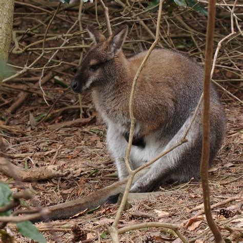 Wallaby Taken At The New Forest Wildlife Park 20170501