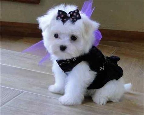 Omg I Really Want This Puppy Cute Dogs Beautiful