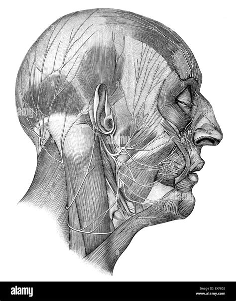 Human Head With Cranial Nerves Stock Photo Alamy