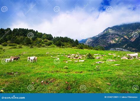 Summer View Of Highland Meadow With Cows Stock Image Image Of Rural