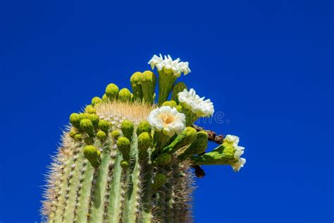 Arizona Saguaro Cactus In Bloom Stock Photo Image Of Beautiful