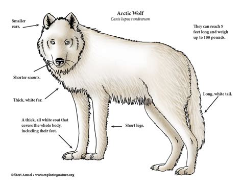 Gray Wolf Life Cycle