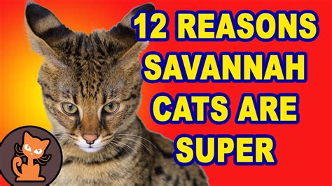 Funny And Amazing Savannah Cats 12 Reasons Savanna Cats Are Super