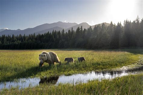 Chris Mclennan Photography — Alaskan Bears Photo Tour