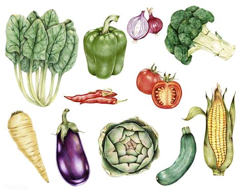 Hand Drawn Vegetables Collection Premium Image By