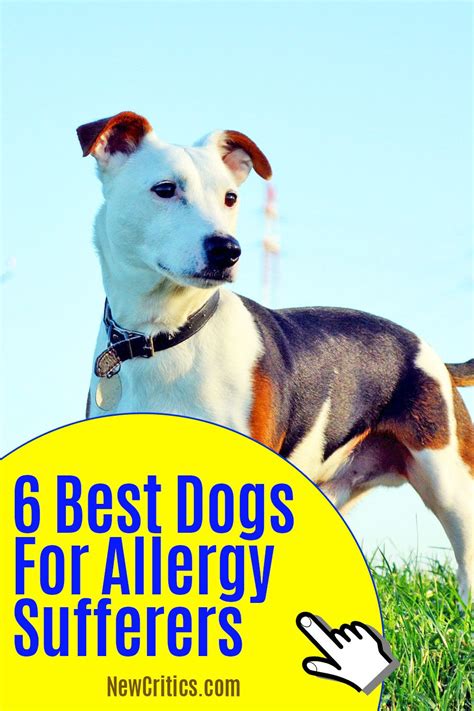 Mireworks Design Best Dog Breeds For Allergy Sufferers