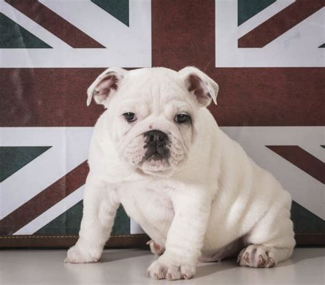 75 Full Grown White English Bulldog Image Bleumoonproductions