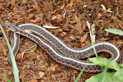 Beautiful Beneficials Snakes In The Garden Grimms Gardens