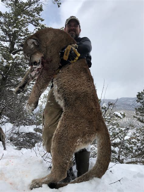 Guided Mountain Lion Hunts Cougar Hunting Guide Colorado