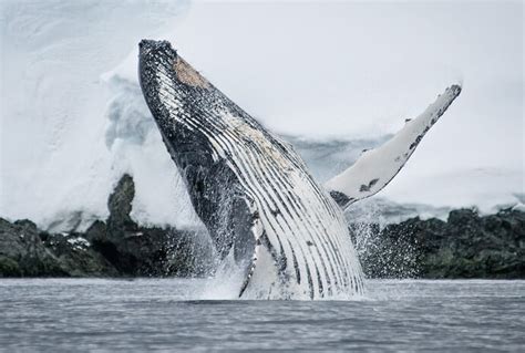 Antarctica Whale Watching Holidays Wildfoot Travel