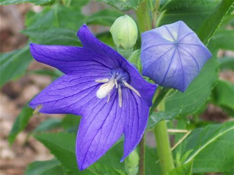 We did not find results for: flowers for flower lovers.: Balloon flowers.