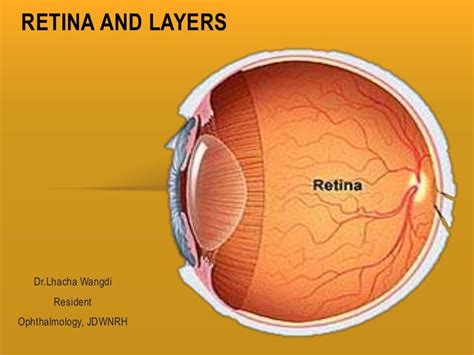 Retina and layers