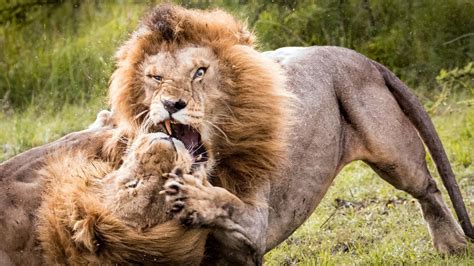 Lions Of Kenyas Masai Mara Incredible Photos Of Lions Fighting