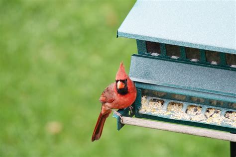 How To Attract Cardinals 10 Surefire Ways To Bring Them To Your Yard