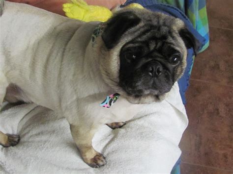 Tailored Pet Care • Custom Pet Care To Suit Your Pet