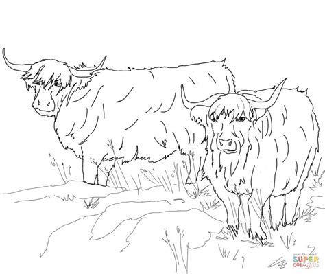 Scottish Highland Cattle Coloring Page Free Printable Coloring Pages