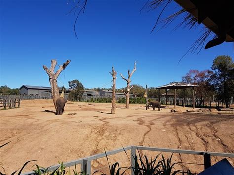 Taronga Western Plains Zoo Dubbo 2020 All You Need To Know Before