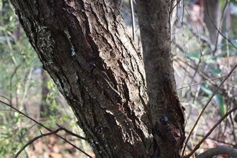 Marshall) is a similar plant whose natural range extends from area southeast of colorado into the southeastern. Plant ID forum: wild plum ?? - Garden.org