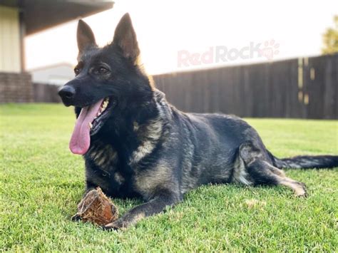 Protection Trained German Shepherds For Sale Red Rock K9