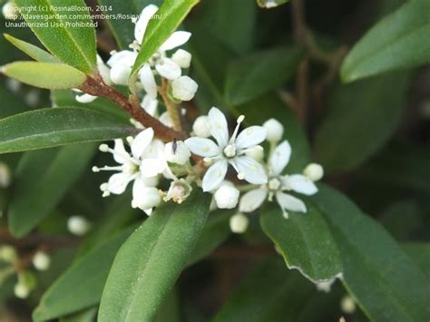 Plant Identification Closed Hedgeshrub Plant With White Flowers Id