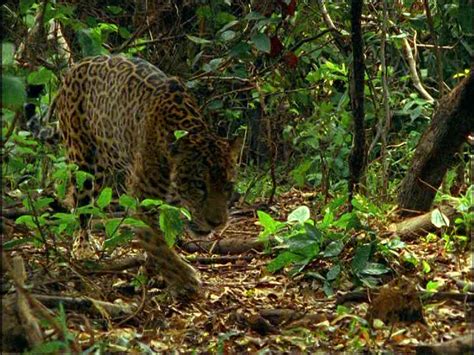 Some of the animals found in the rainforests have adapted to the lush landscape you can find glass frogs in the rainforests of central and south america, however, their numbers are declining due to deforestation. Jaguar / Rainforest / Central America SD Stock Video ...
