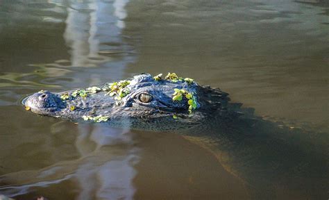 Alligators Are Top Level Predators However They Can Also Be Really