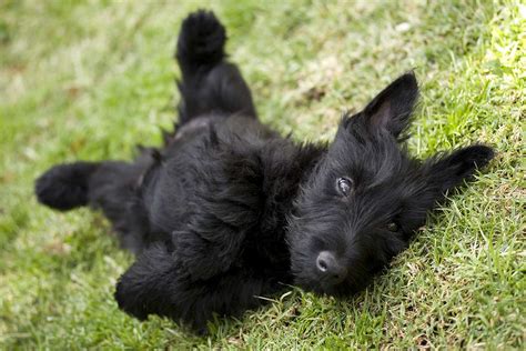 33 Excited Scottie Terrier Puppies Photo Ukbleumoonproductions