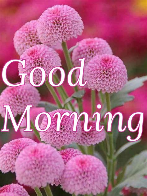 Pin by Dinesh Kumar Pandey on Good Morning | Good morning flowers, Good morning gif, Morning flowers