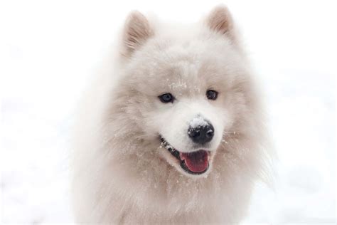 Download Samoyed White Dog In Snow Pictures