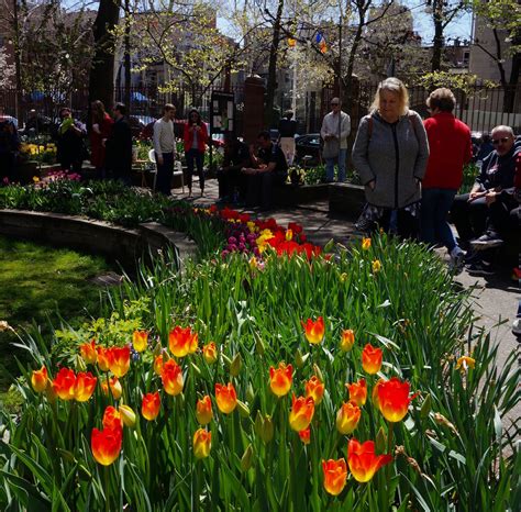We did not find results for: The Favorite Flower Question and a Tulip Festival - New ...