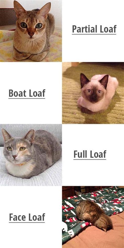 Catloaf Things You Should Know About Zooawesome