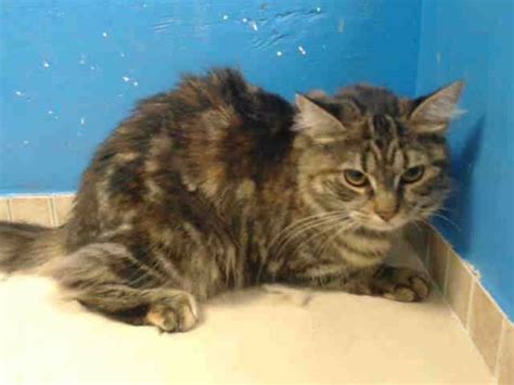 Maybe you would like to learn more about one of these? TO BE DESTROYED 8/21/13 Brooklyn Center My name is NAOMI ...