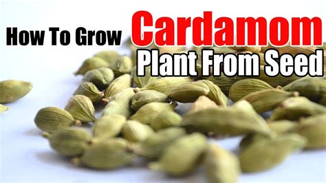 How To Successfully Grow Cardamom Plant From Seed Indoors Youtube