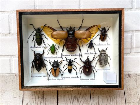 Insect Display Box Frame Display Case Bug Insect 6 Etsy