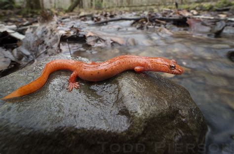 Gyrinophilus Porphyriticus Spring Salamander A Photo On Flickriver