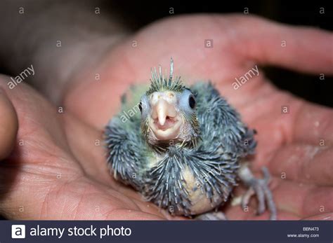 Cute Baby Bird In Hands Baby Bird Youngster Bird Hand