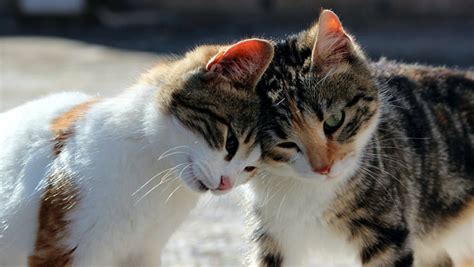 Cats Learn Names Of Their Feline Friends New Study Shows Scinews