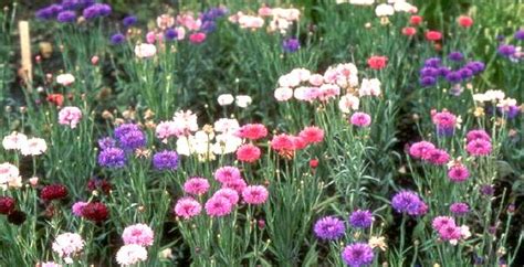 Annuals (11) birds (3) bushes (3) butterflies (1. Bachelor Buttons | Dream Garden | Pinterest