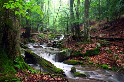 Photograf Rain Forest Wallpaper