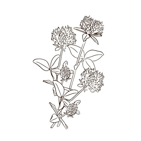 Premium Vector Clover Plant And Flower Drawing Botanical Sketch For