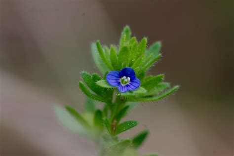 Veronica Arvensis Corn Speedwell Henry Hartley