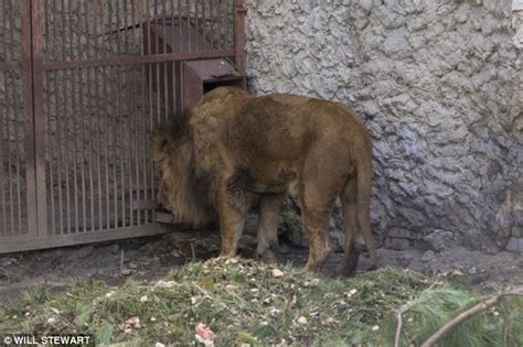 Animals left to starve to death in Ukrainian zoo as new government of